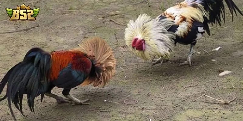 Bỏ túi bí quyết soi kèo đá gà C1