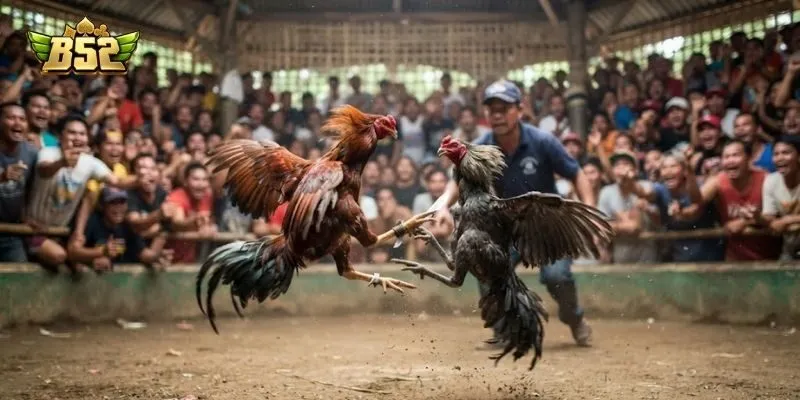 Đá gà cựa dao với các trận chiến mang đến sự hồi hộp máu me